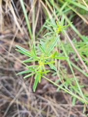 Melolobium subspicatum