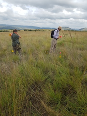 Melolobium subspicatum
