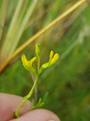 Melolobium subspicatum