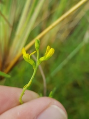 Melolobium subspicatum