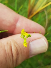 Melolobium subspicatum