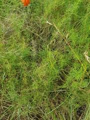 Melolobium subspicatum