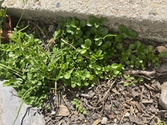 Magnoliopsida
