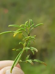 Melolobium subspicatum