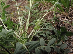 Oxytropis caespitosa