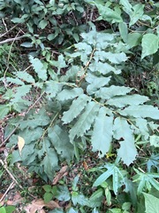 Cupaniopsis tomentella