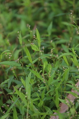 Persicaria praetermissa