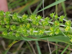 Crassula lanceolata transvaalensis
