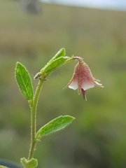 Hermannia boraginiflora