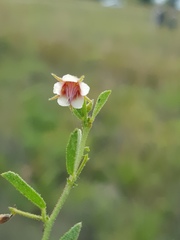 Hermannia boraginiflora