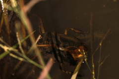 Lethocerus cordofanus