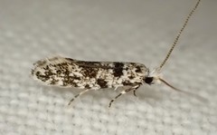 Nemapogon granella