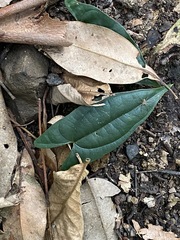 Dioscorea transversa