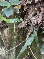 Asplenium attenuatum