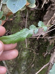 Asplenium attenuatum