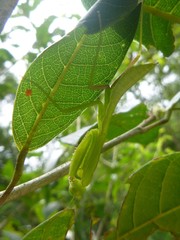 Hierodula pistillinota