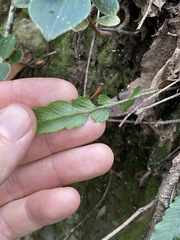 Asplenium attenuatum