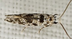 Nemapogon granella
