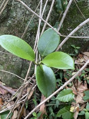 Hoya australis australis