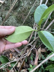 Hoya australis australis