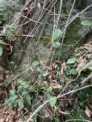 Hoya australis australis