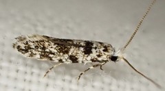 Nemapogon granella
