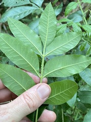 Flindersia xanthoxyla