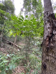 Flindersia xanthoxyla