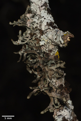 Hypogymnia gracilis