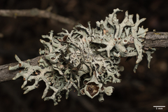 Hypogymnia gracilis