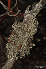 Hypogymnia gracilis