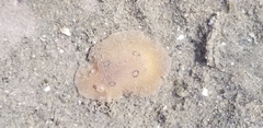 Diaulula sandiegensis