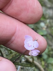Sarcochilus ceciliae