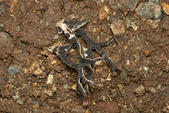 Hypogymnia gracilis