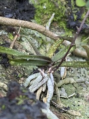 Sarcochilus ceciliae