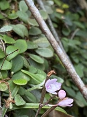 Sarcochilus ceciliae