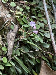 Sarcochilus ceciliae