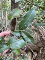 Cryptocarya microneura