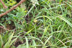 Hypoxis villosa