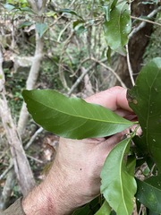 Cryptocarya microneura