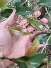 Cryptocarya microneura