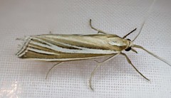 Hednota relatalis