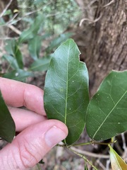 Cryptocarya microneura