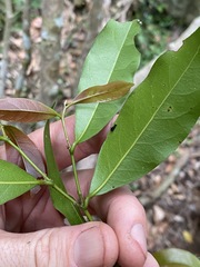 Cryptocarya microneura