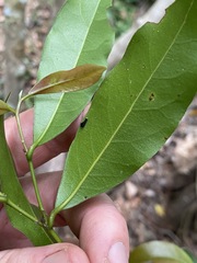 Cryptocarya microneura