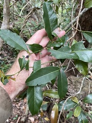 Cryptocarya microneura