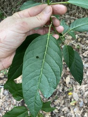 Alangium polyosmoides