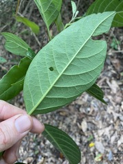 Alangium polyosmoides
