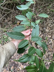 Alangium polyosmoides