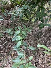 Alangium polyosmoides